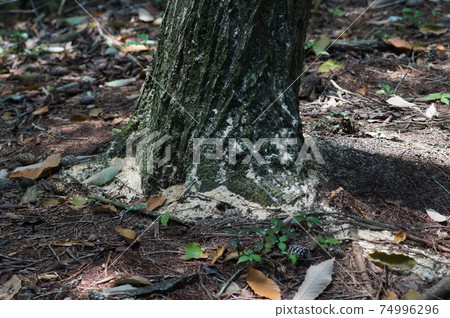 日本橡樹枯萎（fras） 74996296