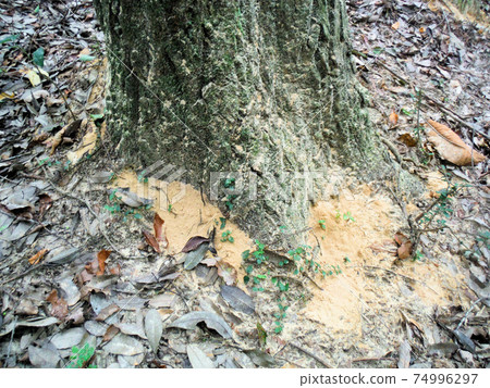 Japanese oak wilt (fras) Japanese oak wilt (fras) 74996297