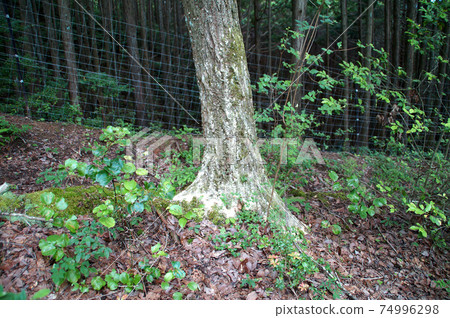 日本橡樹枯萎（fras） 74996298