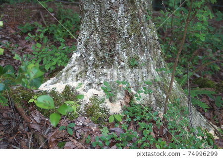 Japanese oak wilt (fras) 74996299