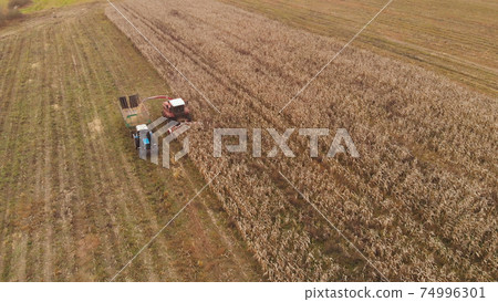 Merging of agricultural machinery in corn harvesting 74996301