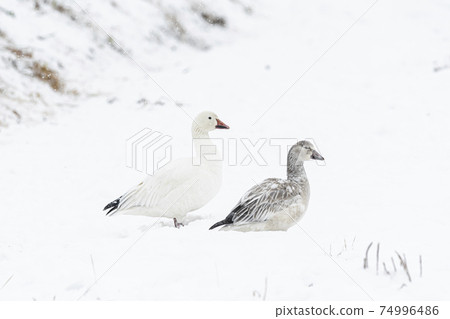 成人和年輕的雪雁在雪地上 74996486