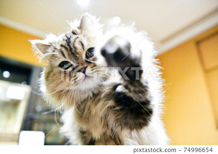頑皮的貓 74996654