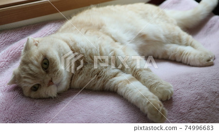 躺著的貓 躺著的貓 74996683