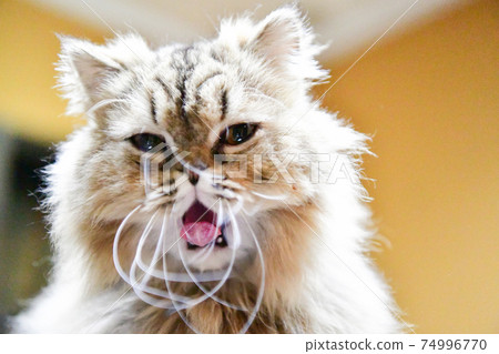 Cat's acne Cat's acne 74996770