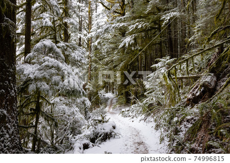 Beautiful Hiking Trail in the Forest 74996815