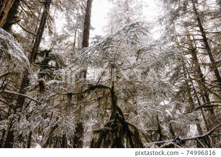 Beautiful Hiking Trail in the Forest 74996816