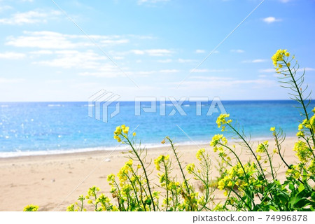 角島島德濱海岸強姦開花和藍色的大海 74996878