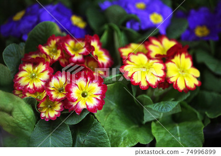 Primula Julian yellow and red flowers 74996899