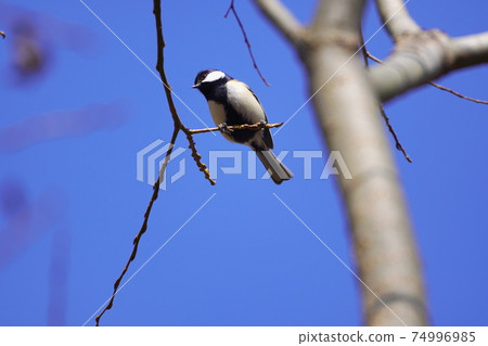 Great tit 74996985