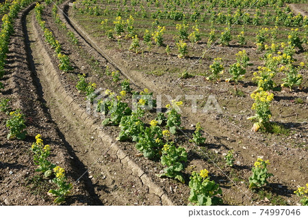 Edible rape field Edible rape field 74997046