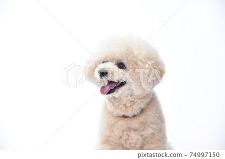 玩具貴賓犬的簡單肖像 玩具貴賓犬的簡單肖像 74997150