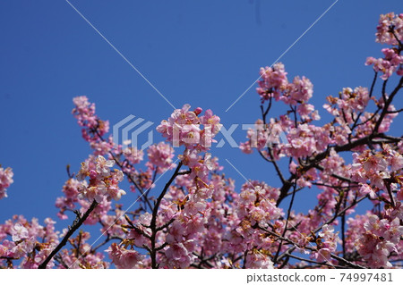 Kawazu櫻桃樹和藍天 74997481