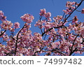 Kawazu櫻桃樹和藍天 74997482