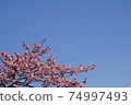 Kawazu櫻桃樹和藍天 74997493