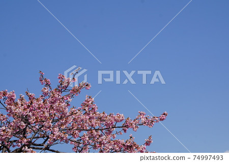 Kawazu櫻桃樹和藍天 Kawazu櫻桃樹和藍天 74997493