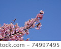 Kawazu櫻桃樹和藍天 74997495