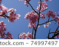 Kawazu櫻桃樹和藍天 74997497