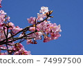 Kawazu櫻桃樹和藍天 74997500