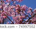 Kawazu櫻桃樹和藍天 74997502