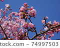 Kawazu櫻桃樹和藍天 74997503