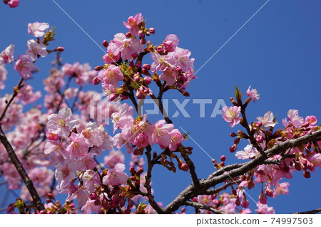 Kawazu櫻桃樹和藍天 74997503