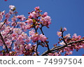 Kawazu櫻桃樹和藍天 74997504