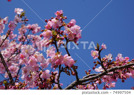Kawazu櫻桃樹和藍天 74997504