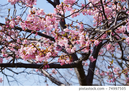 Kawazu櫻桃樹和藍天 74997505