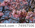 Kawazu櫻桃樹和藍天 74997506