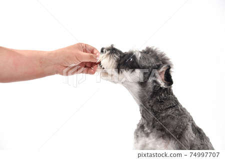 Miniature Schnauzer for snacks and rice Miniature Schnauzer for snacks and rice 74997707