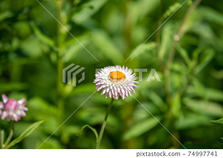 A closeup of straw flower or helichrysum bracteatum flowers on blurred background. Selective focus 74997741