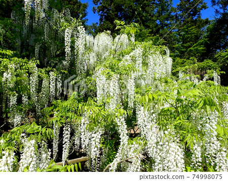 Wisteria of Manyo plant garden 74998075