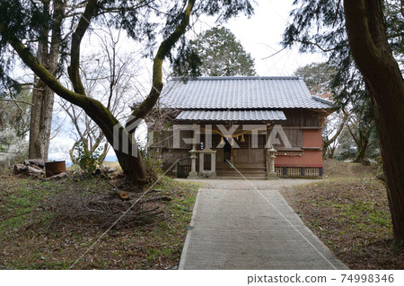 Plum blossoms at Miyajidake Shrine Plum blossoms at Miyajidake Shrine 74998346
