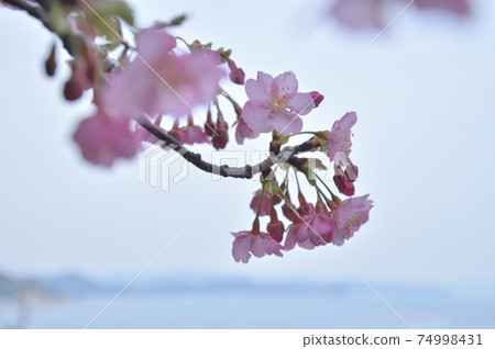 河津櫻花在公園裡盛開著早春的大海 河津櫻花在公園裡盛開著早春的大海 74998431