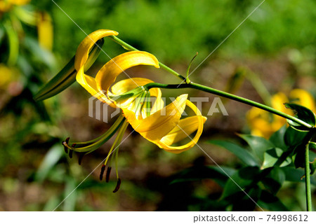 Lily Shimizu no Sawa 74998612