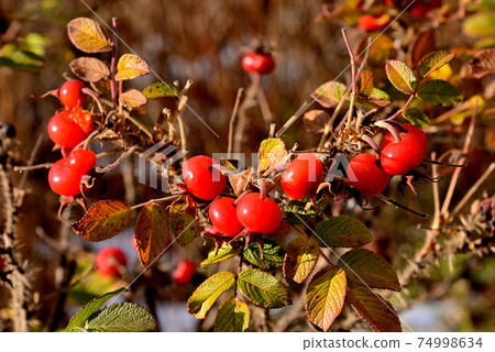 Hamanas水果 Hamanas水果 74998634