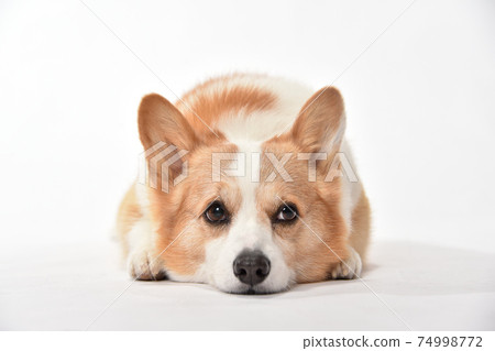 Corgi's simple portrait Corgi's simple portrait 74998772