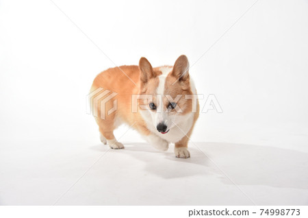 柯基的簡單肖像 74998773