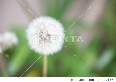 Close-up of dandelion's fluff Close-up of dandelion's fluff 74999156