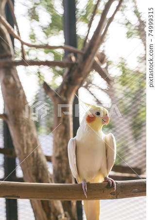 Cockatiel Portrait, Cute Curious Young Cinnamon Cockatiel Close up 74999315