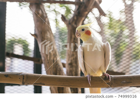 Cockatiel Portrait, Cute Curious Young Cinnamon Cockatiel Close up 74999316