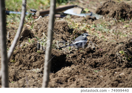 Black-backed wagtail walking in the winter field Black-backed wagtail walking in the winter field 74999440