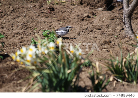 Black-backed wagtail walking in the winter field 74999446