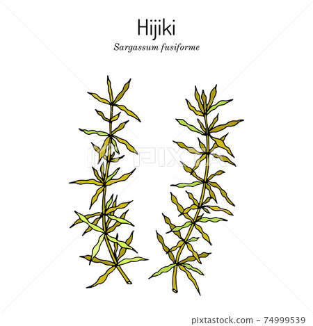 Hijiki sargassum fusiforme , edible seaweed Hijiki sargassum fusiforme , edible seaweed 74999539