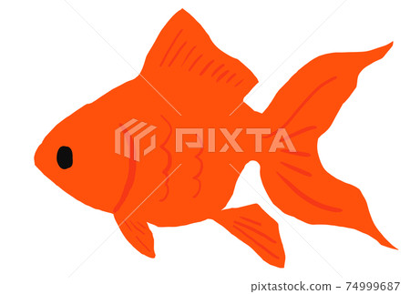 Illustration of a red Ryukin goldfish 74999687