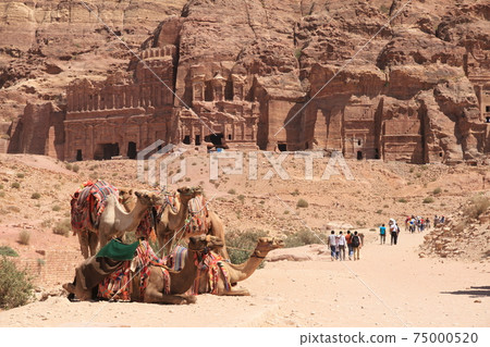 After Corona, Petra Ruins in Jordan, Middle East, Walk with Camels After Corona, Petra Ruins in Jordan, Middle East, Walk with Camels 75000520