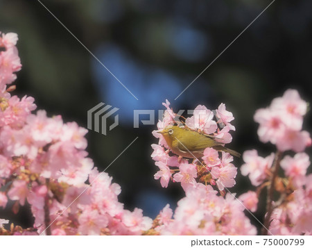 Kawazu cherry blossoms and white-eye in full bloom (28) Kawazu cherry blossoms and white-eye in full bloom (28) 75000799