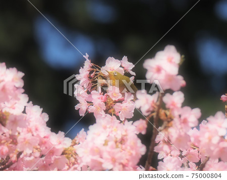 河津櫻花盛開,開滿白眼(31) 河津櫻花盛開,開滿白眼(31) 75000804