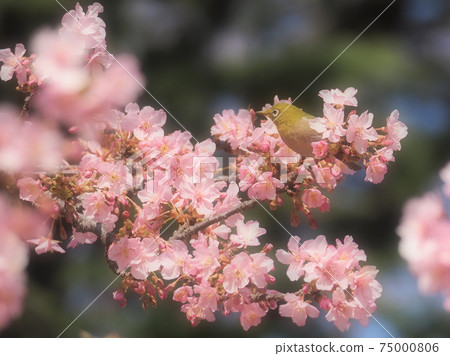 河津櫻花盛開,開滿白眼(32) 河津櫻花盛開,開滿白眼(32) 75000806